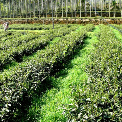 Eco-Cha: Dong Ding Oolong